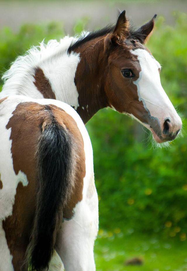 Beautiful Pinto Foal! @ Solaris Sport Horses
